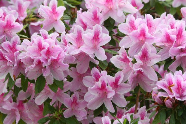 Azaléias - Taquari Flores - Conheça a Encantadora Beleza Dessas Flores