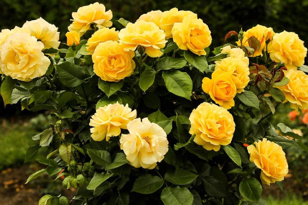 Rosas Amarelas