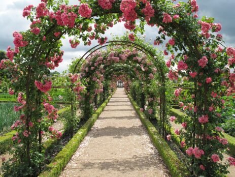 historia das rosas