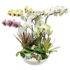 cachepo max de orquideas