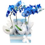 orquidea-azul-dupla5.jpg