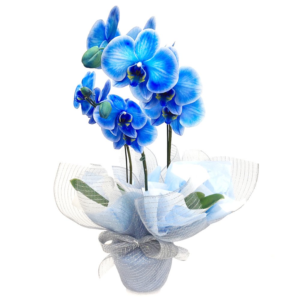 Orquídea Azul - Floricultura Taquari Flores