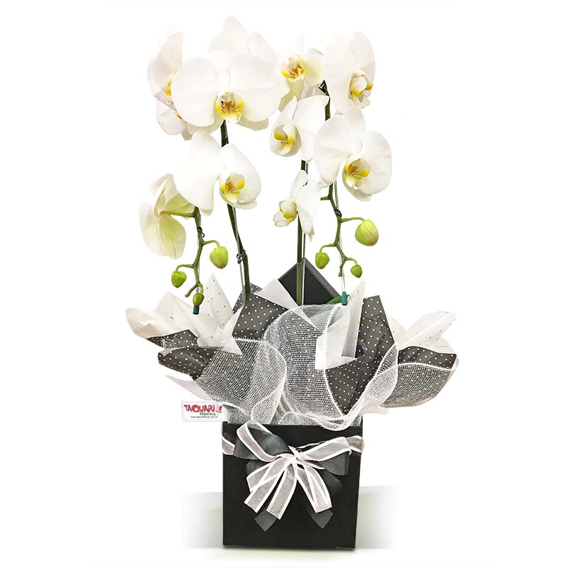 Orquídea Branca Encantadora - Floricultura Taquari Flores