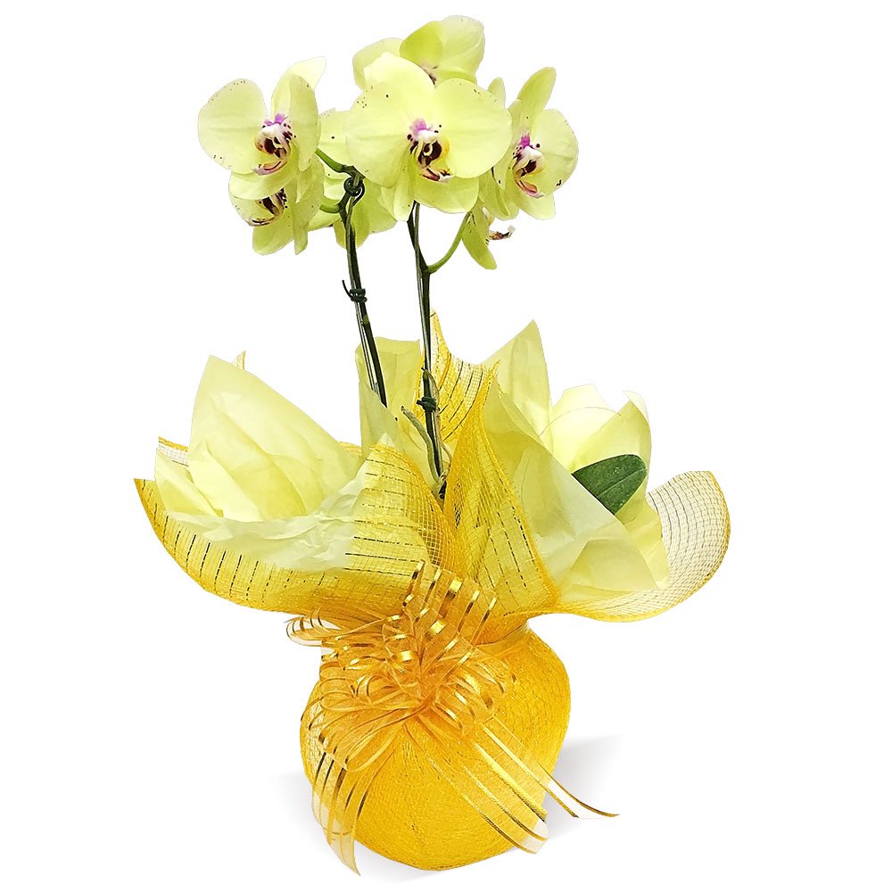 Orquídea Phalaenopsis Amarela Meu Carinho - Floricultura Taquari Flores